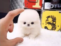 Pomeranian mini jucărie cu viata