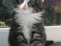 Maine Coon deosebiți