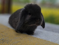 Iepuri de companie Mini Lop