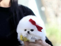 Pomeranian super mini