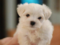 Bichon maltez mini Toy.