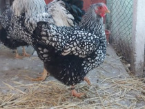 Ouă pentru incubat Wyandotte Argintiu