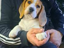 Vand Beagle tricolor