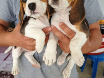Vând Beagle Tricolor