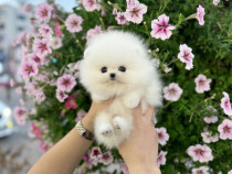 Pomeranian mini toy