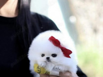 Pomeranian super teeacup talie de buzunar!asigur transport