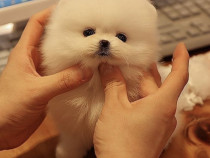 Pomeranian talie mica