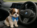 Bichon maltez mini toy Rasa pura