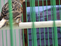 Colivii pasari și canari