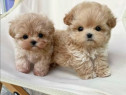 Maltipoo poodle mini toy