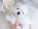 Bichon maltez mini toy