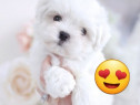 Bichon maltez mini toy