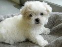 Bichon Maltez Mini Toy